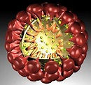 corona virus